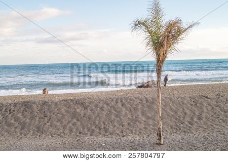 Palms On Italian Beach In Winter