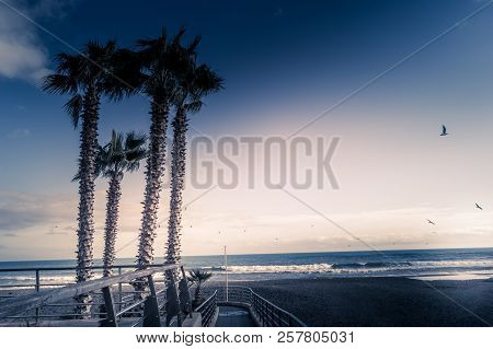 Palms On Italian Beach In Winter