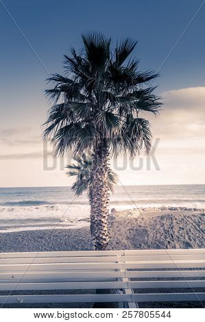 Palms On Italian Beach In Winter