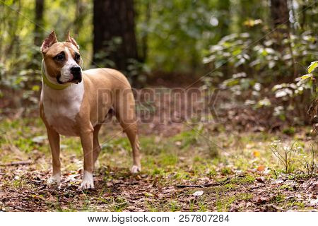 Red And White Dog Walks Outdoor At Summer