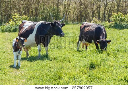 Breton Pie Noire Calf And Cows Grazing In A Field In Brittany