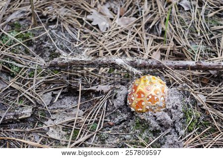 Amaníta. Amanita Muscaria  Poisonous Mushroom In A Forest Close-up