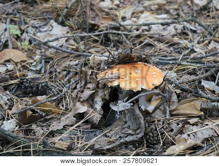 Amanita Muscaria  Poisonous Mushroom In A Forest Close-up