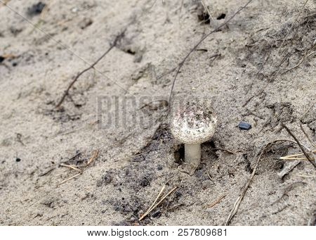 Amanita Pantherina
