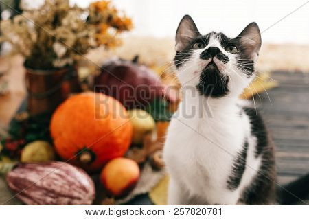 Cute Funny Cat Sitting At Beautiful Pumpkin In Light, Vegetables On Bright Autumn Leaves, Acorns, Nu