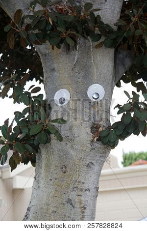 Googly Eyes on a tree. funny Jiggle Eyes attached to a tree outside. Sense of humor. 