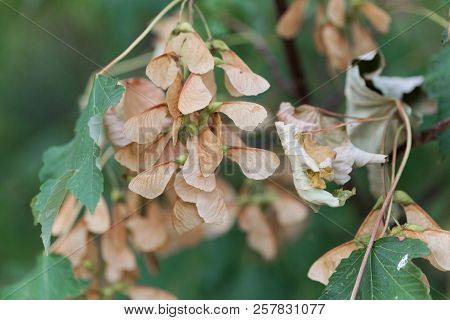 Fruits Of Sycamore Maple (acer Pseudoplatanus)