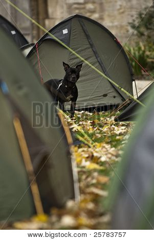 Aggie el Staffordshire Bull Terrier se encuentra fuera de su tienda