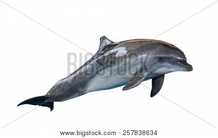 grey doplhin isolated on white background