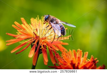 Bee collects nectar from flower crepis alpina