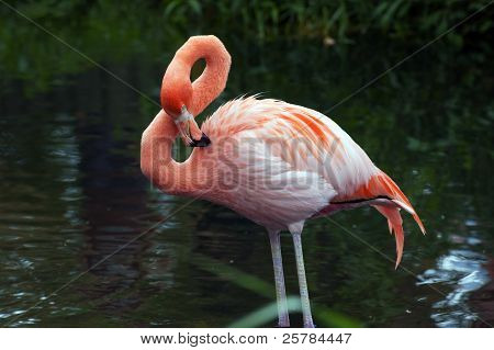 Flamingo