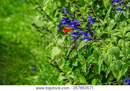 Hummingbirds Belong To The Avian Family Trochilidae