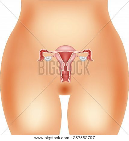 Vector Illustration Of Illustration Of Female Reproductive System