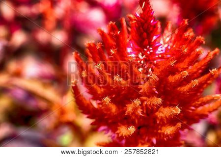Macro Photo Of A Red Flower Of An Astilba In The Grass Close-up With Small Details