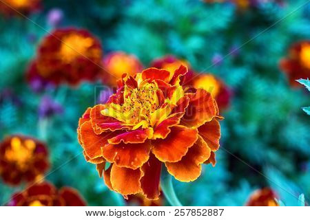 Macro Photo Of A Carnation Flower In The Grass Close-up With Small Details