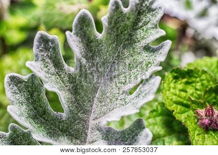 Macro Photo Of The Leaves Of A Plant Of Silvery Close-up With Villi And Glitter