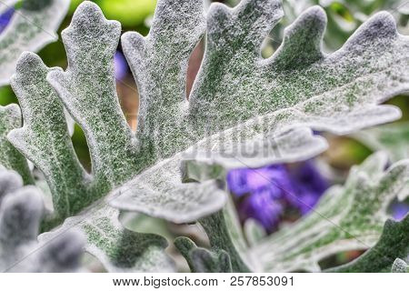 Macro Photo Of The Leaves Of A Plant Of Silvery Close-up With Villi And Glitter
