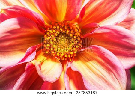 Macro Photo Of A Pink Chrysanthemum Flower At Close Range With Clear Details