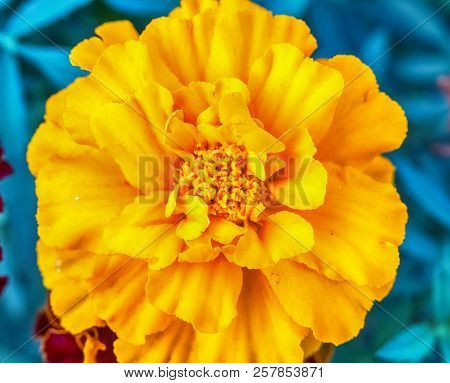 Macro Photo Of A Carnation Flower In The Grass Close-up With Small Details