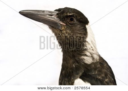 Australian Harakka