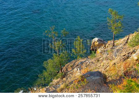 A Pine On The Shore Of Olkhon Island On Lake Baikal
