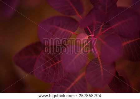 Autumn Background With Burgundy Leaves Of Scummy, Close-up