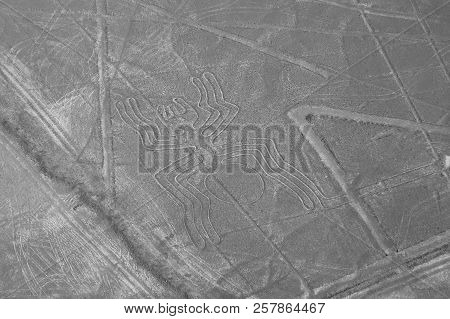 The Spider - Nasca Lines - Peru