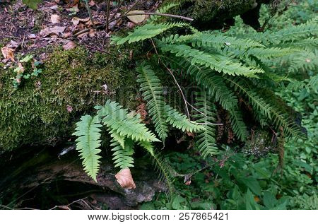 Oak Tree Moss Wrapped With Lots Of Common Polypody Ferns,bialowieza Forest,poland,europe