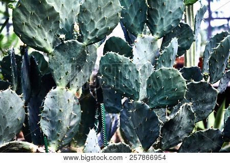 Green Succulents Cacti. Close-up. Background. Plant Leaves Close-up. Botanical Garden. Tropical Plan