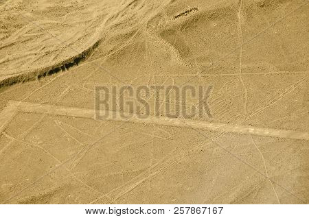 The Whale - Nasca Lines - Peru