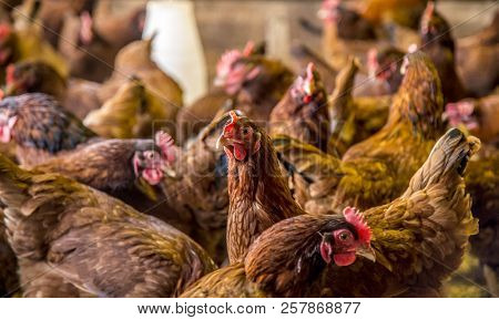 Chicken Creation Farm Animal