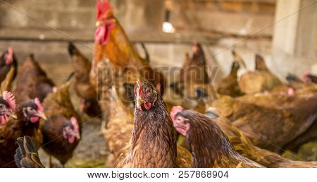 Chicken Creation Farm Animal