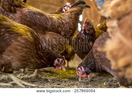 Chicken Creation Farm Animal