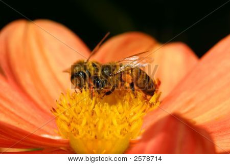 Due API Pollenate un fiore