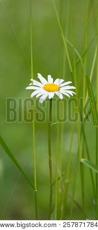 A Сhamomile In Green Grass On The Blurred Background