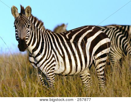 Zebralar Afrika