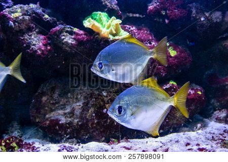 Beautiful Fish Monodactylus Argenteus A Close Up