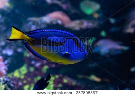 Beautiful Fish Regal Tang A Close Up