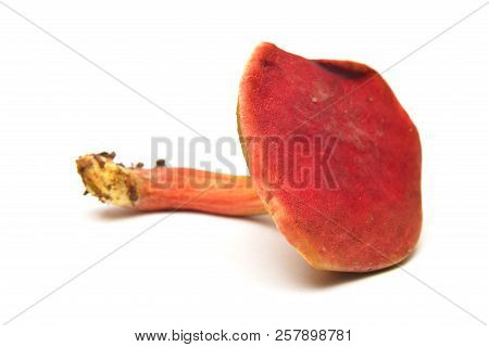 Hortiboletus Rubellus Mushroom, Formerly Known As Boletus Rubellus, The Ruby Bolete