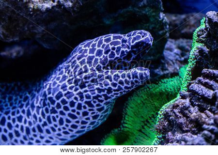 Beautiful Leopard Moray Eel Fish Close Up