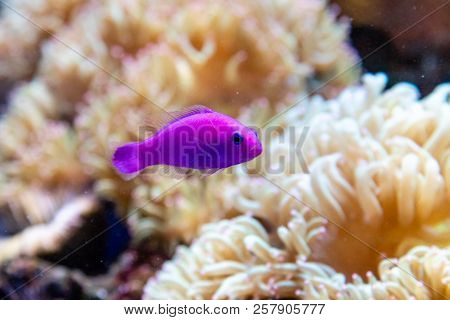 Small Fish Pseudochromis Fridmani A Close Up