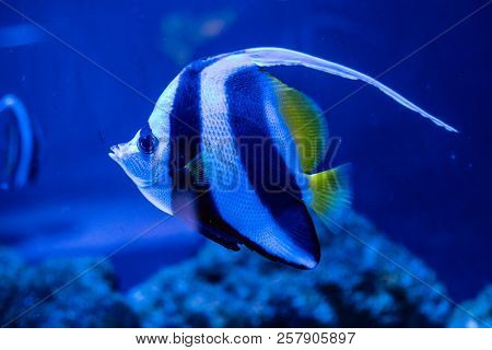 Heniochus A Intermedius Fish A Close Up .