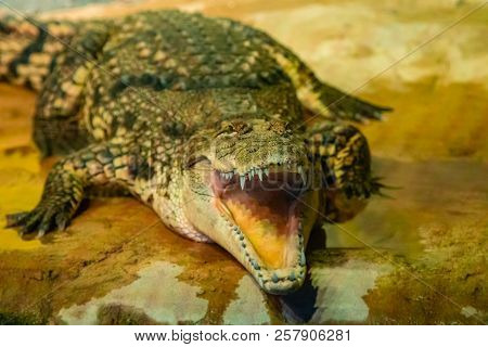 Crocodile With Open Mouth With Large Teeth Close-up