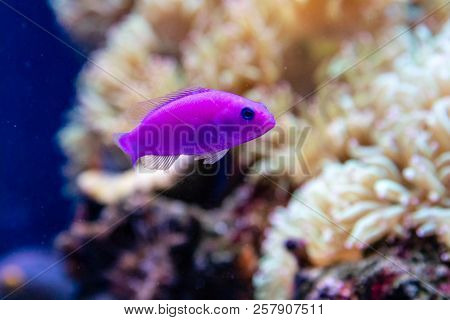 Beautiful Small Fish Pseudochromis Fridmani Close Up