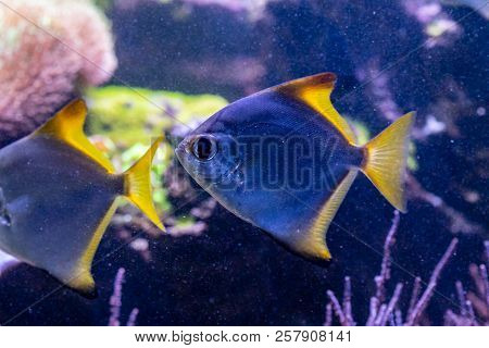 Beautiful Fish Monodactylus Argenteus A Close Up