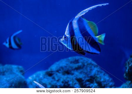 Beautiful Heniochus Intermedius Fish A Close Up