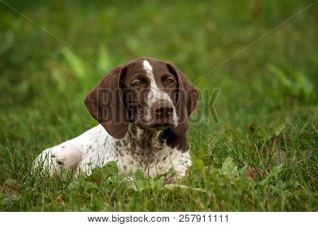 German Shorthaired Pointer, German Kurtshaar One Brown Spotted Puppy Lies On The Green Grass On The 