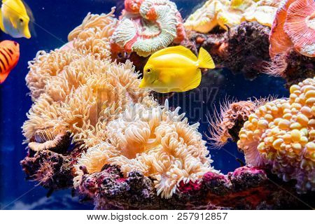 Beautiful Aquarium Seaweed Catalaphyllia A Close Up