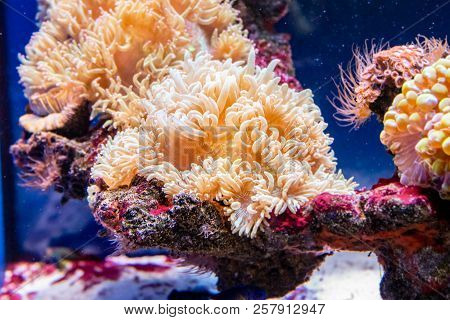 Beautiful Aquarium Seaweed Catalaphyllia A Close Up