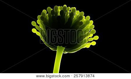 3d rendered medically accurate illustration of aspergillus mold